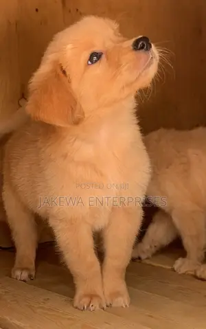 1-3 months Female Purebred Golden Retriever