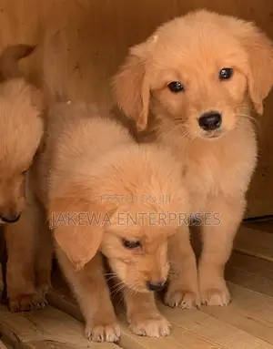 1-3 months Male Purebred Golden Retriever