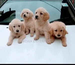 1-3 months Male Purebred Golden Retriever