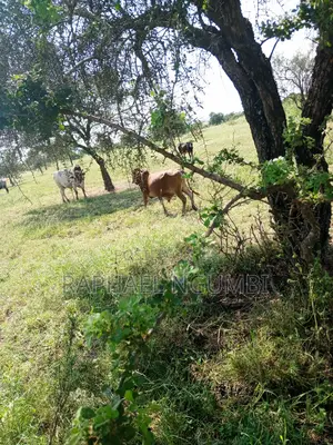 Prime 3.5 Acres at Machakos Katumani Road.