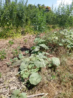 Two (2) Acres at Machakos Vota
