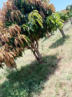 4 Acres at Mua Mathatani