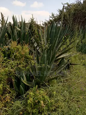 Mua Hills 3 Acres