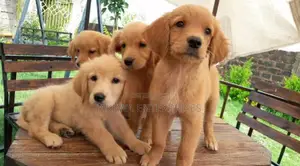 1-3 months Male Purebred Golden Retriever