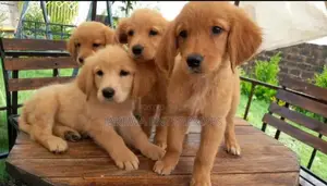 1-3 months Female Purebred Golden Retriever
