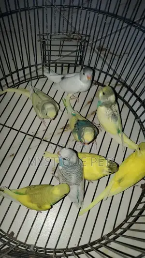 Budgies Pets Birds