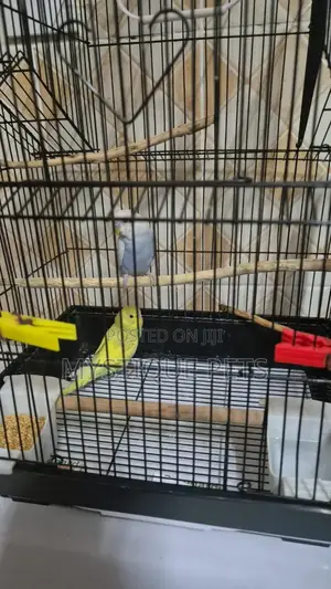 Budgies Beautiful Birds