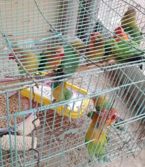 Loving Beautiful Birds