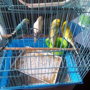Budgies Pets