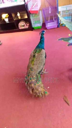 Male Peacock
