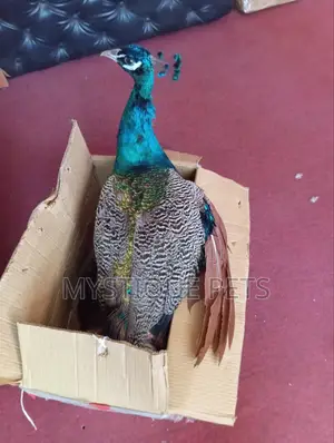 Male Peacock