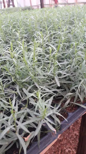 Herbs and Spices Seedlings