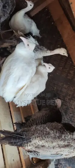 White Peacocks