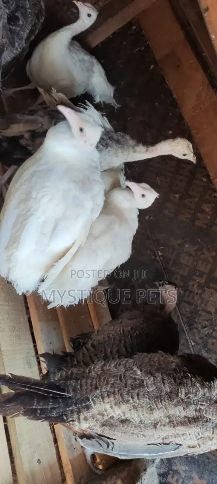 White Peacocks