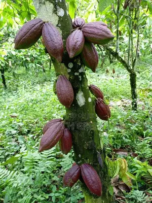 Cocoa Seedlings
