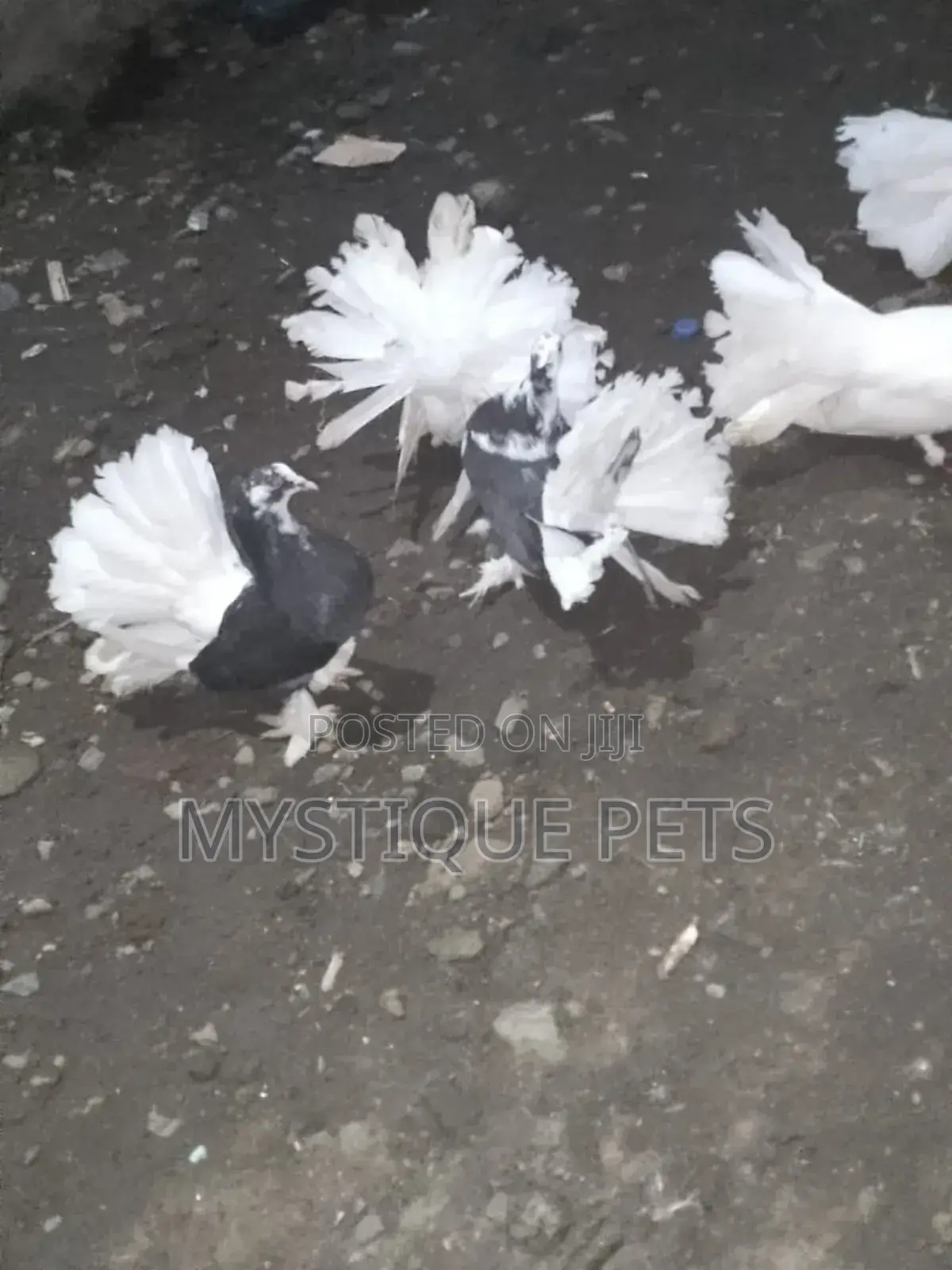 Funtails Birds
