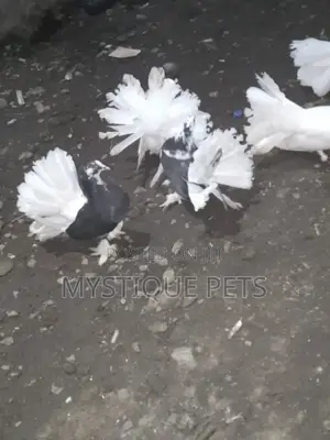 Funtails Birds