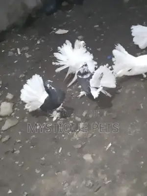 Funtails Birds