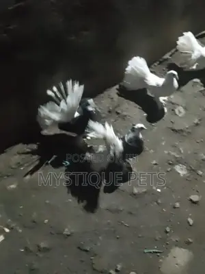 Funtails Birds