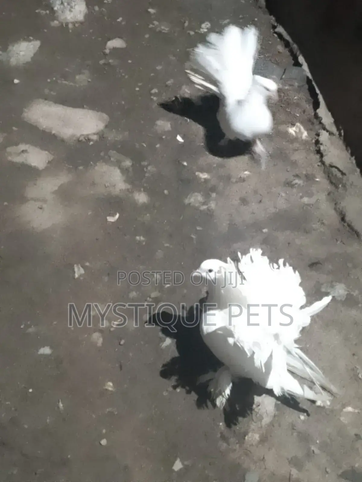 Funtails Birds
