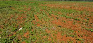 1⁄4 Plots for Sale in Chemaluk Marura in Eldoret