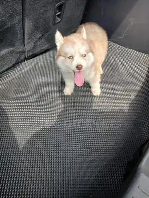 1-3 months Female Purebred Siberian Husky