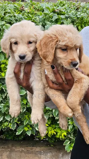 1-3 months Male Purebred Golden Retriever