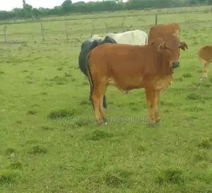 Sahiwal Heifer 1.5 Year Old