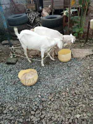 Pedigree Daily Goats