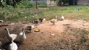 Geese for Sale in Kilifi