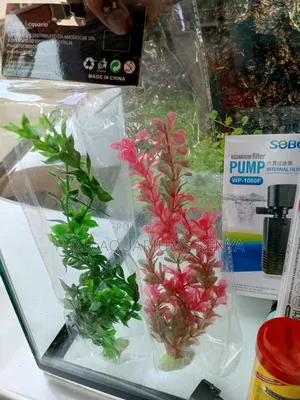 Nice Aquarium Plants