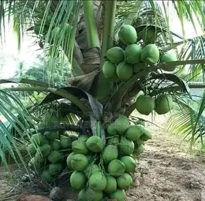 Coconut Seedlings Dwarf
