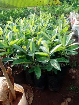 Loquat Seedlings