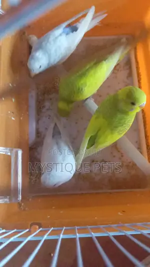 Beautiful Budgies