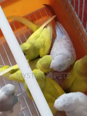 Beautiful Budgies