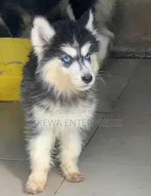 1-3 months Male Purebred Siberian Husky