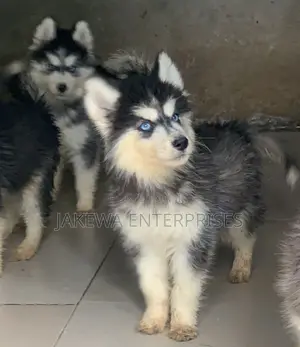 1-3 months Female Purebred Siberian Husky