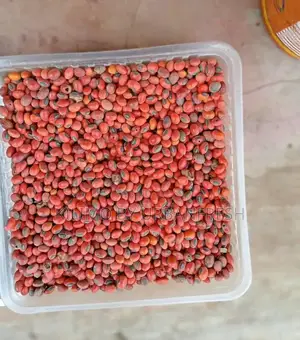 Cypress / Eucalyptus / Red Cedar Seeds Per Kg