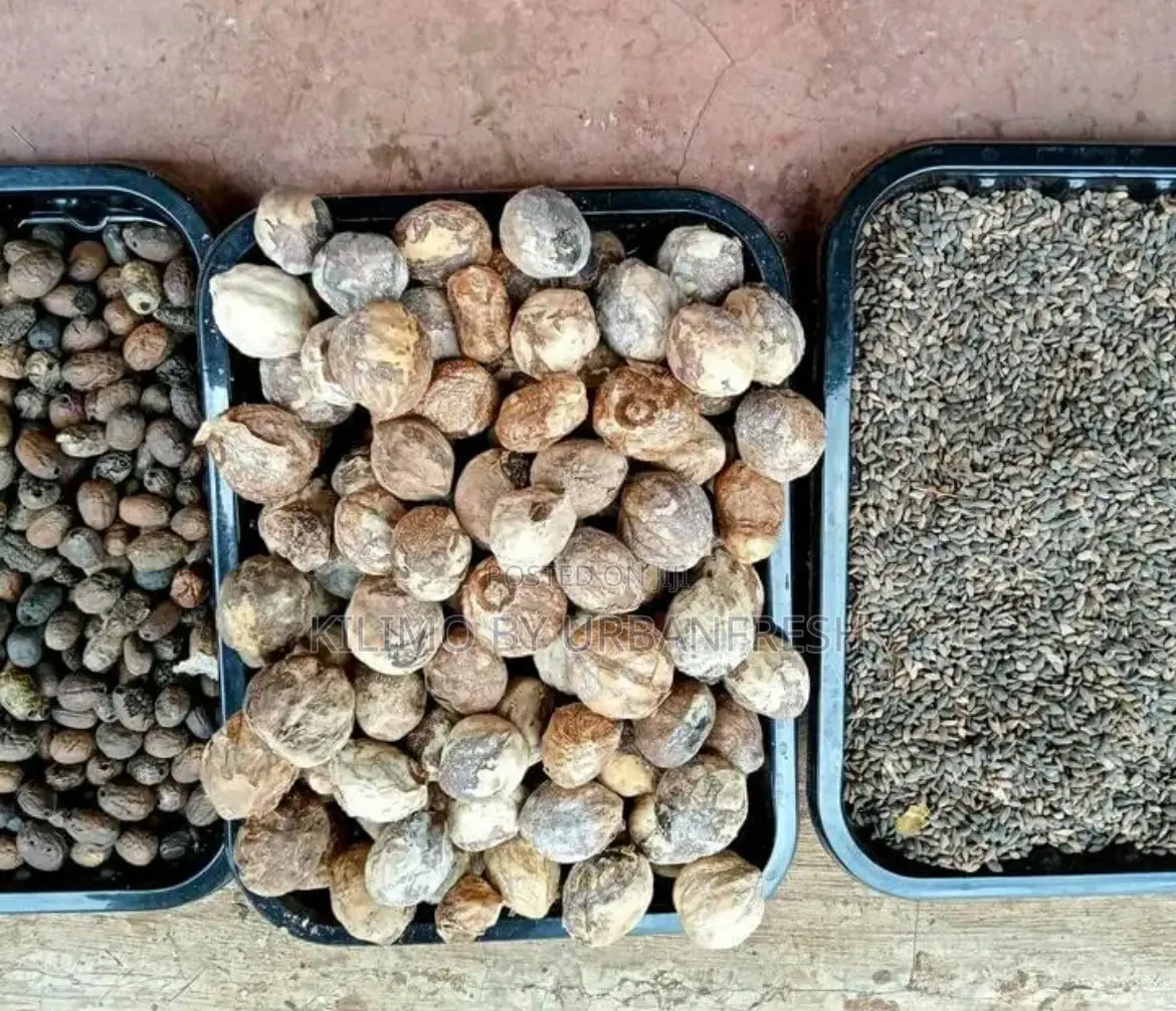 Pinus Pitula / Grivellia Robust Seeds Per Kg