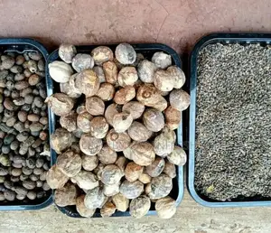 Pinus Pitula / Grivellia Robust Seeds Per Kg