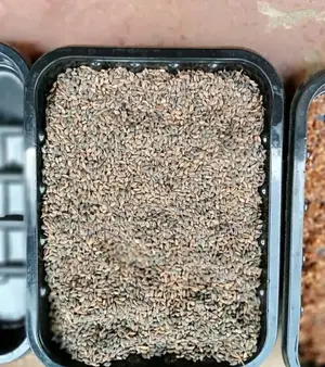 Pinus Pitula / Grivellia Robust Seeds Per Kg