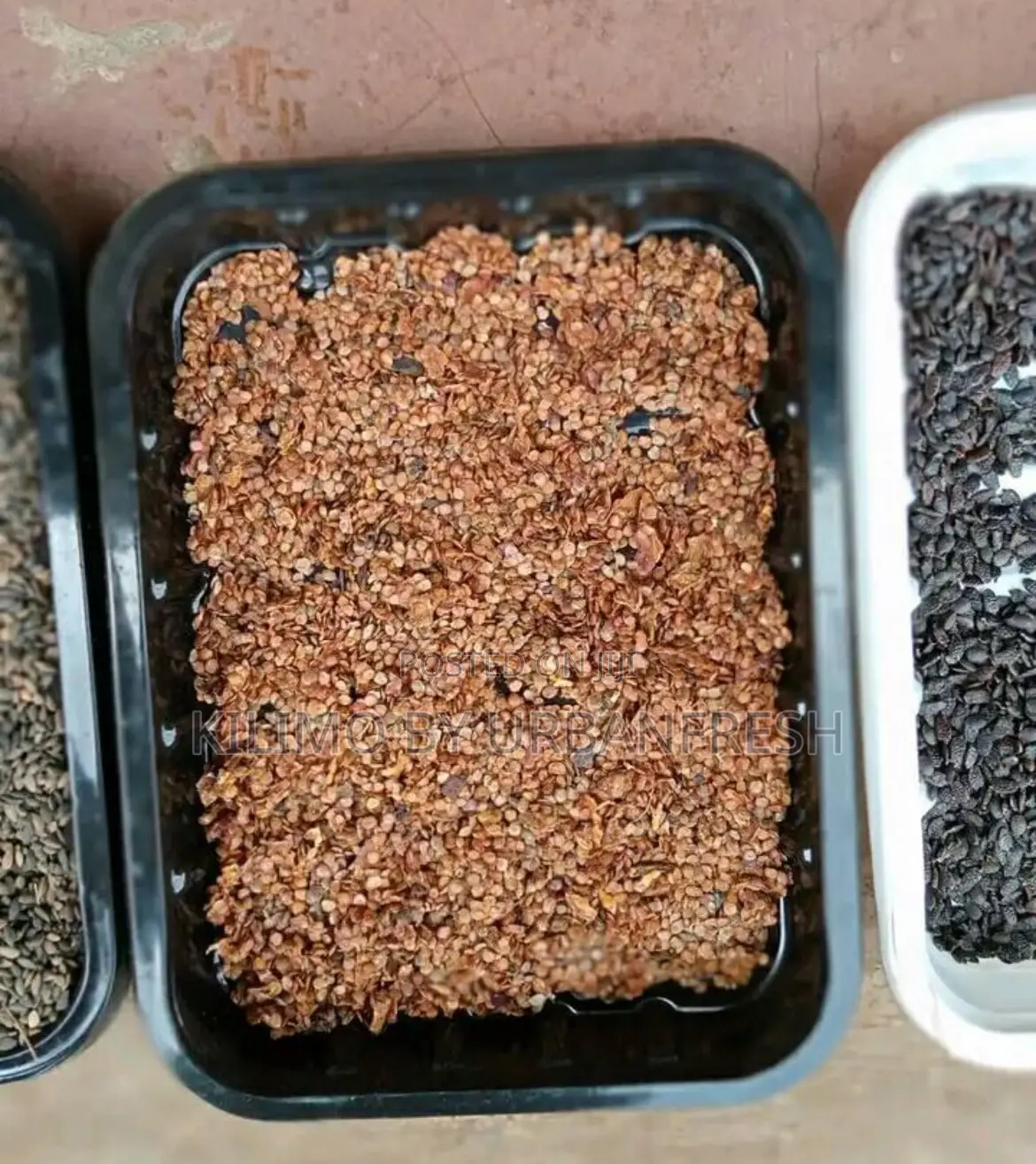 Pinus Pitula / Grivellia Robust Seeds Per Kg