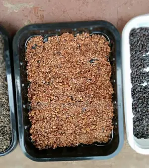 Pinus Pitula / Grivellia Robust Seeds Per Kg