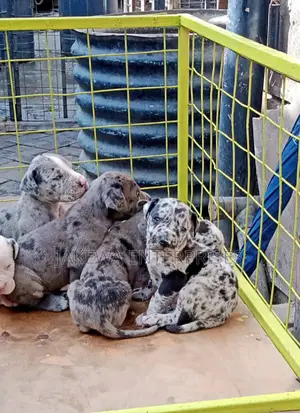 1-3 months Female Purebred Great Dane