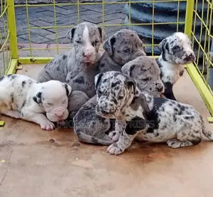 1-3 months Male Purebred Great Dane