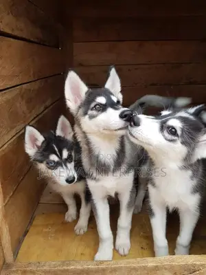1-3 months Male Purebred Siberian Husky
