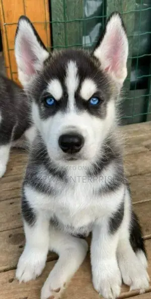 1-3 months Male Purebred Siberian Husky