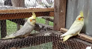 Young and Beautiful Cockatiels