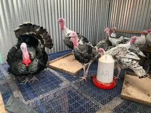 Plastic Poultry Mesh Roll for Big Birds Turkey Green, Blue