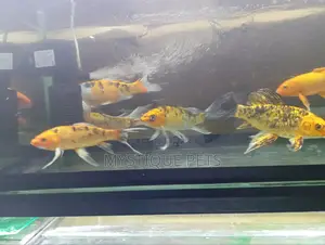Aquarium Koi Fish